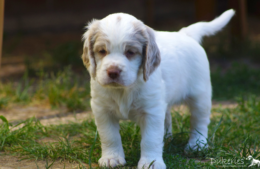 Clumber Spaniel Welpe Juno 5 Wochen