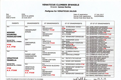 Pedigree Vater Dukeries' Clumber Spaniel B-Wurf - Venaticus Julius