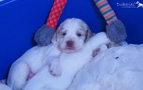 Clumber Spaniel Welpe 4 Wochen