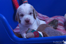 Clumber Spaniel Welpe 4 Wochen mit Kuscheltier