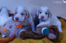 Clumber Spaniel 4 Wochen