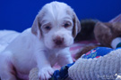 Clumber Spaniel Welpe 4 Wochen