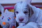 Clumber Spaniel 4 Wochen mit Kuscheltier