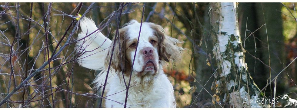 Dukeries' Clumber Spaniel - Aven