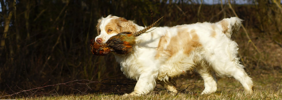 Dukeries' Clumber Spaniel  - Quintus