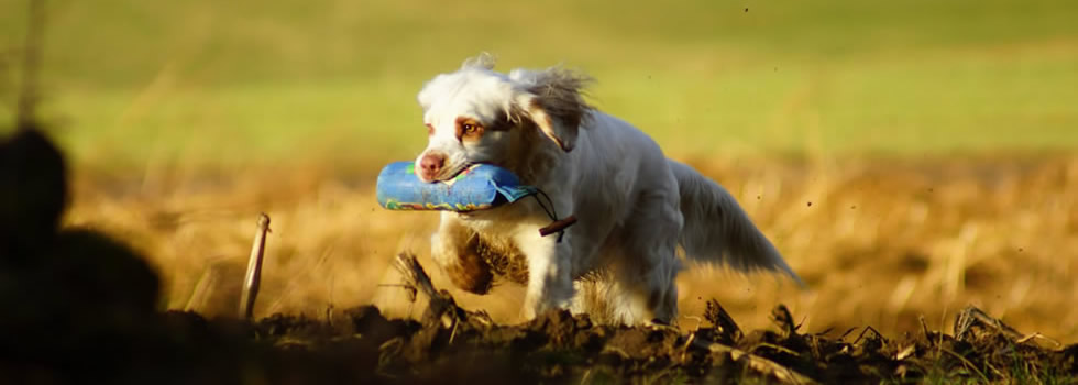 Clumber Spaniel Dukeries' Sparkle