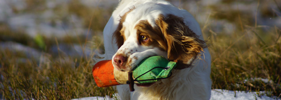 Dukeries' Clumber Spaniel - Leya