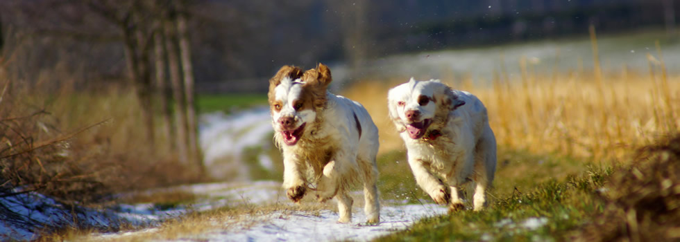 Dukeries' Clumber Spaniel Aven & Sparkle -  