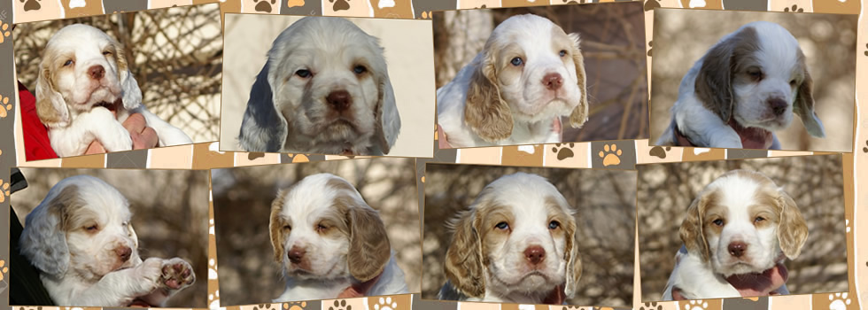 Dukeries' Clumber Spaniel