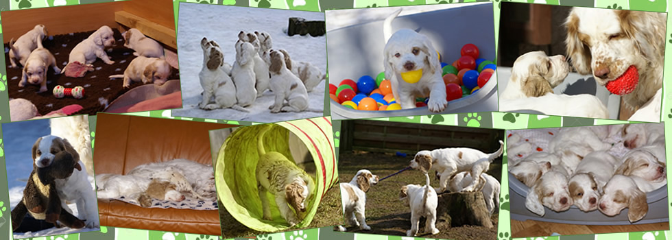 Clumber Spaniel Welpen