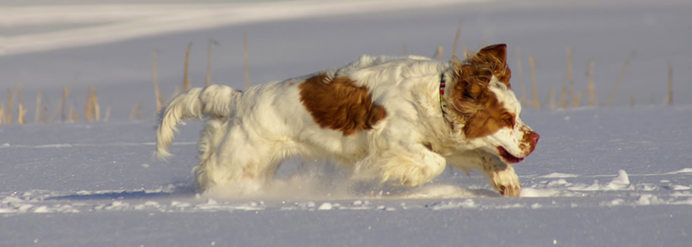 Dukeries' Clumber Spaniel - Aven