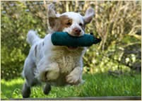  Clumber Spaniel Velvet.....von wegen 'schwerfällig'