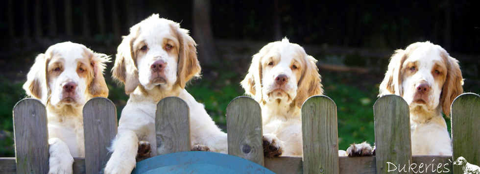 Dukeries' Clumber Spaniel 