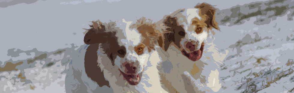 Dukeries' Clumber Spaniels