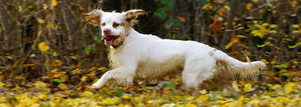 Dukeries' Clumber Spaniel - Sparkle