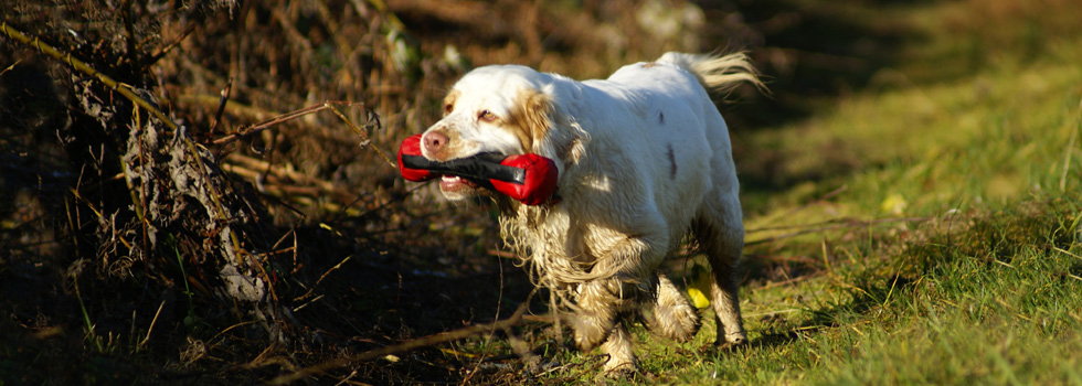 Dukeries' Clumber Spaniel - Velvet