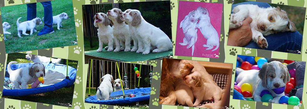 Dukeries' Clumber Spaniel 