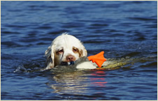 Früh übt sich.....Clumber Spaniel Sparkle mit 6 Monaten