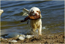 Clumber Spaniel Sparkle 2 J.