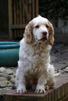 Dukeries' Clumber Spaniel Sire A-Wurf - Tinglestone Sparkler