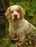 Working Clumber Spaniel Tinglestone Sparkler