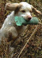 Vater A-Wurf von Dukeries' Clumber Spaniel Tinglestone Sparkler