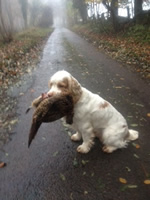 Working Clumber Spaniel Tinglestone Sparkler