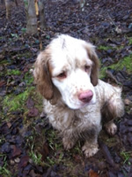 Tinglestone Sparkler Sire A-Litter Dukeries'